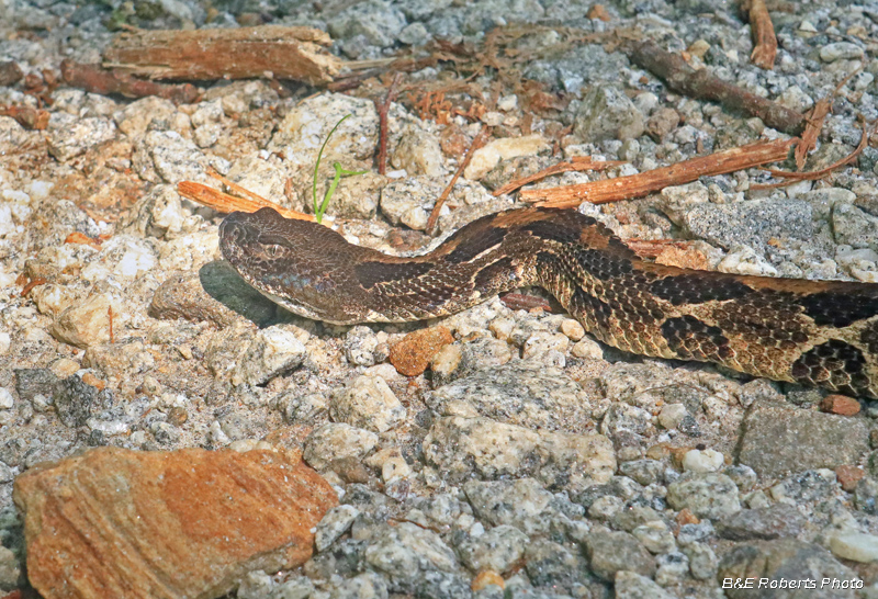 Timber_Rattler