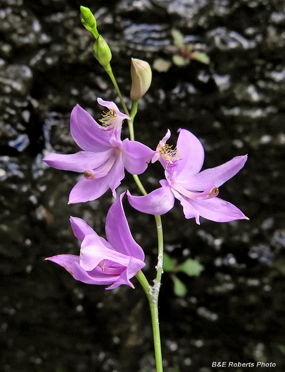 Calopogon