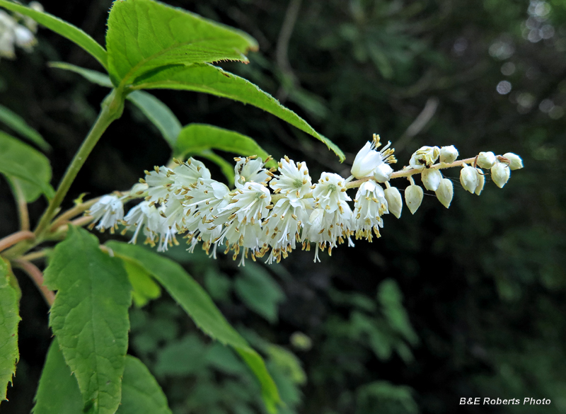 Pepperbush