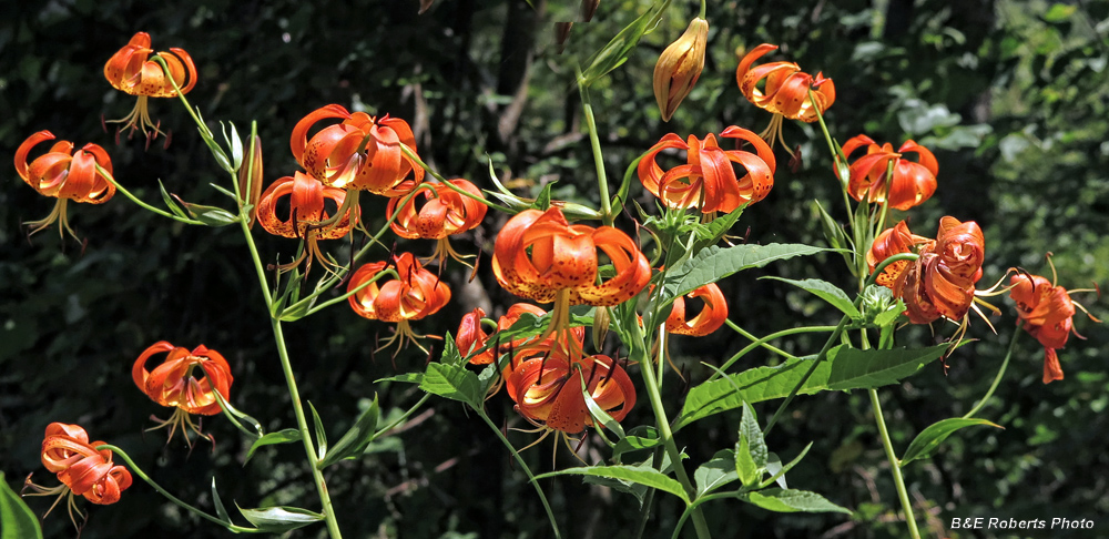 Turks_Cap_Lily