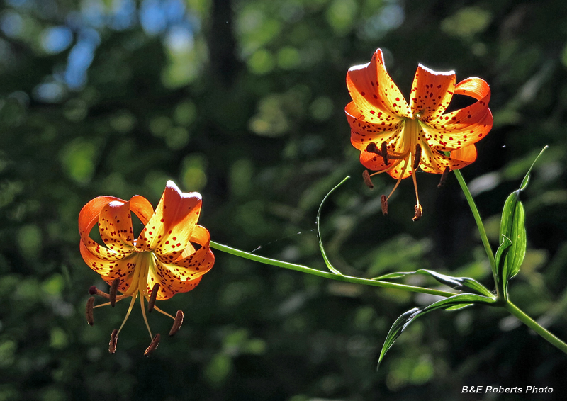 Turks_Cap_Lily