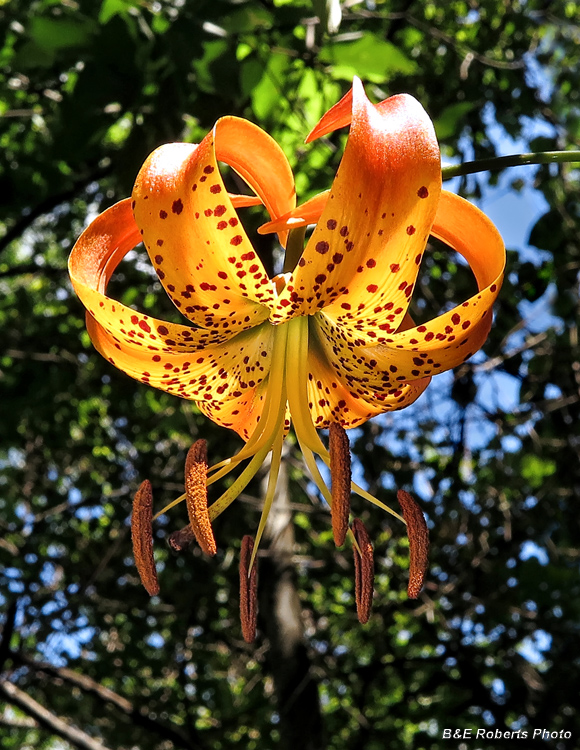 Turks_Cap_Lily