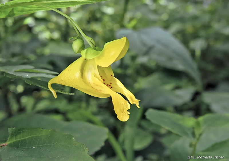 Jewelweed