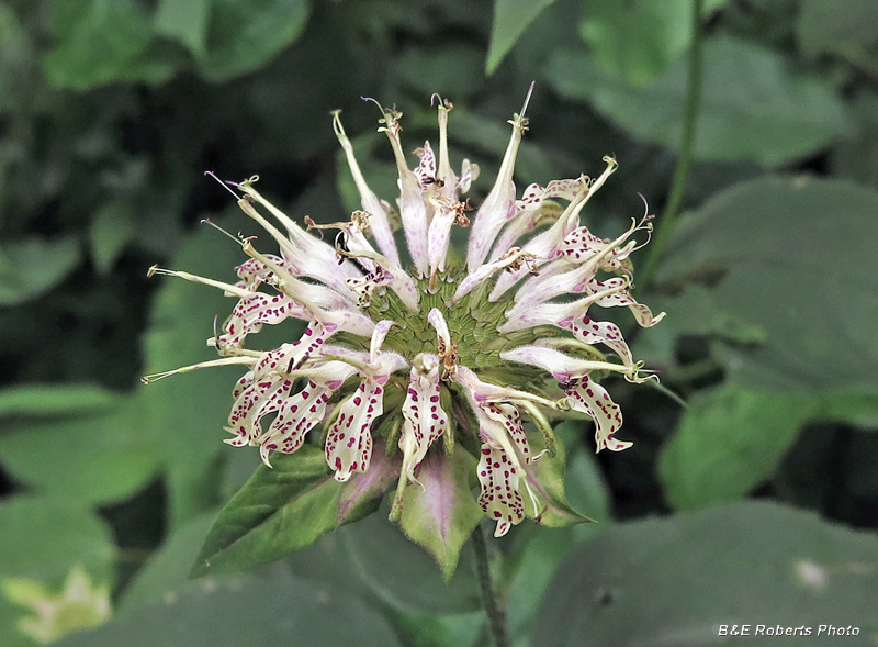 Monarda