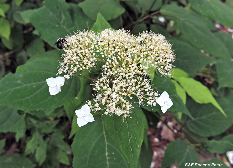 Wild_Hydrangea