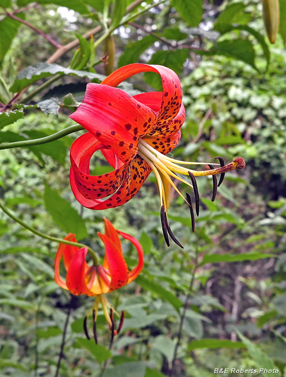 Turks_Cap_Lily