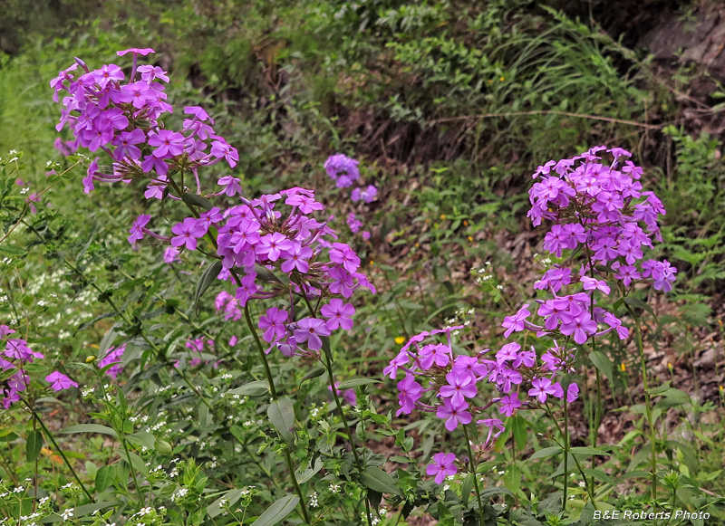 Phlox