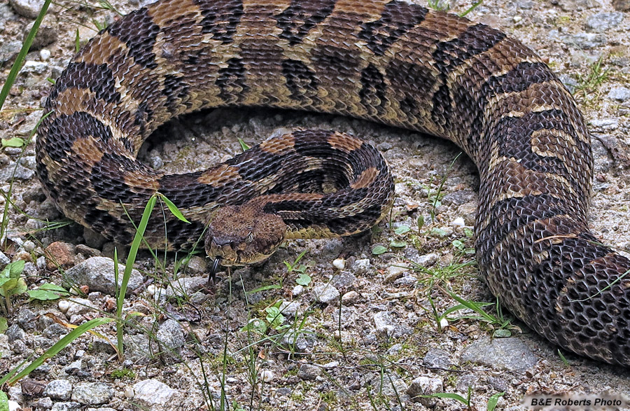 Timber_Rattler