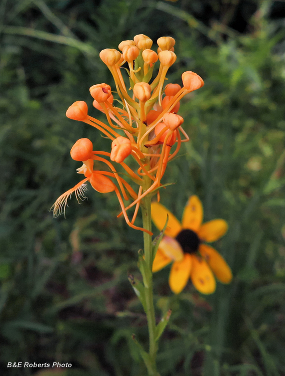 Orange_Fringed_Orchid