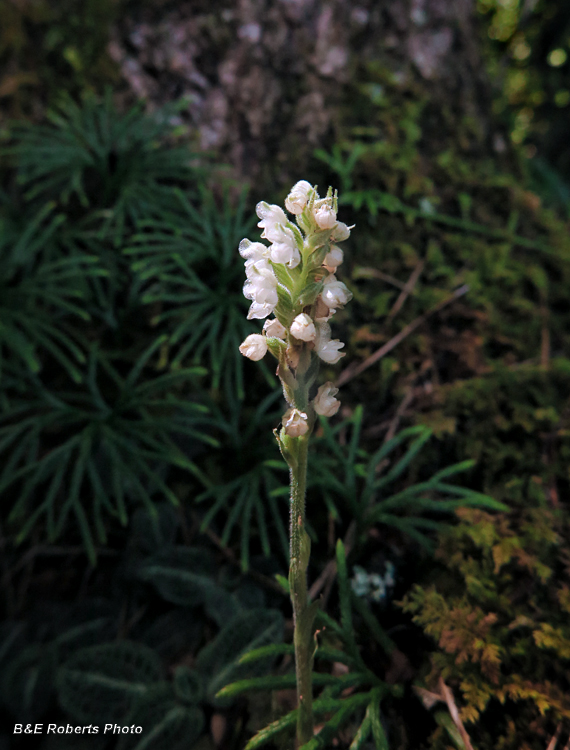 Rattlesnake_Plantain