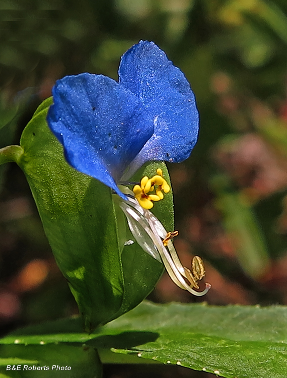 Dayflower