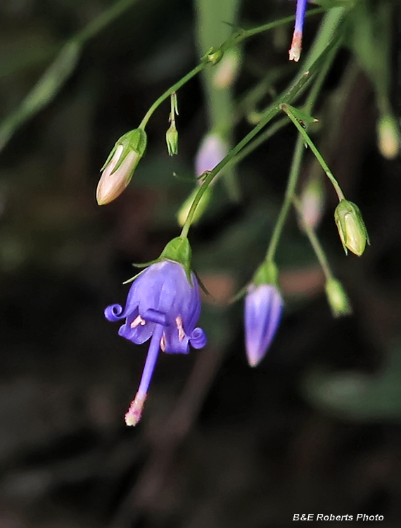 Harebell_plant