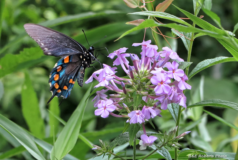 Butterfly_on_Phlox