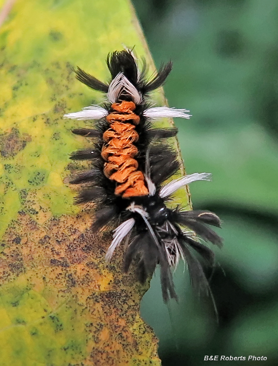 Milkweed_Tussock_Moth