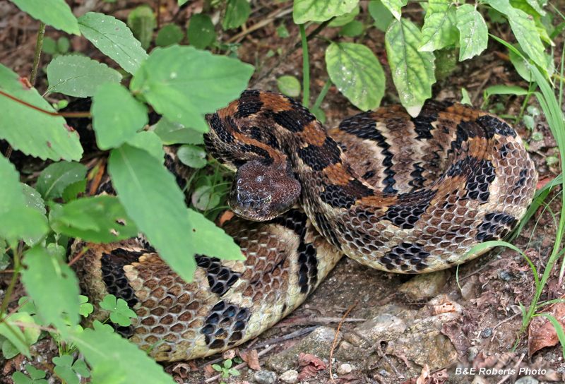 Rattlesnake