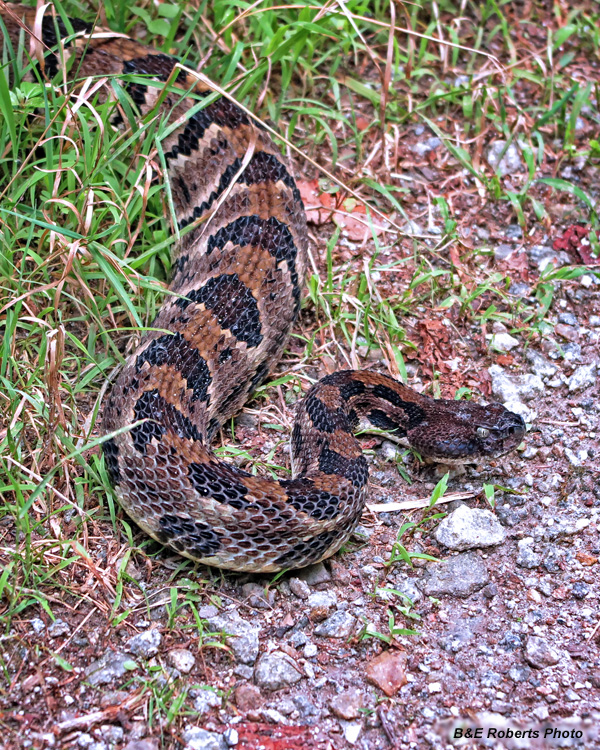 Rattlesnake