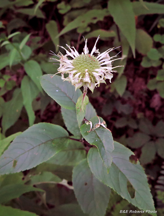 Monarda