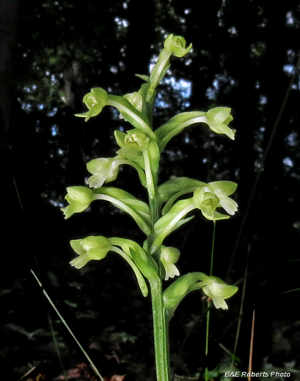 Woodland_Orchid