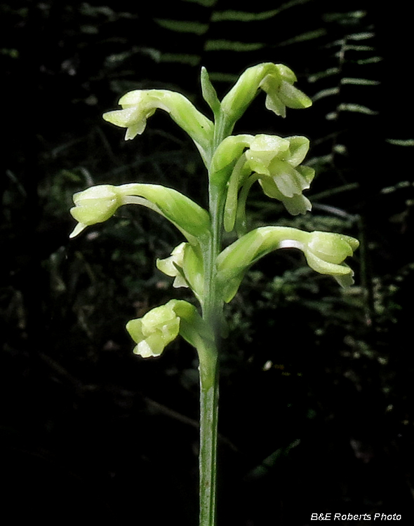 Woodland_Orchid