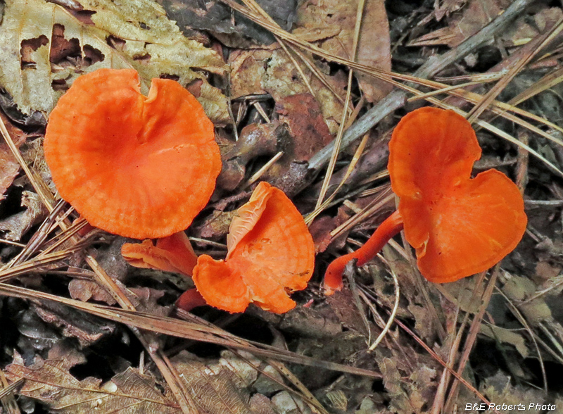 Red_chanterelles