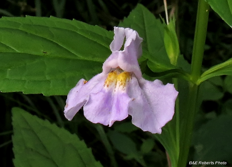 Mimulus_ringens