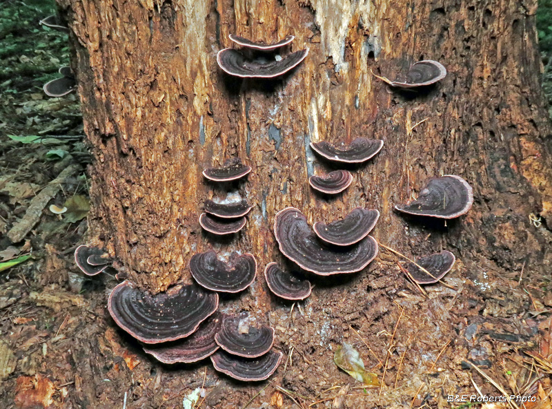 Nigroporus