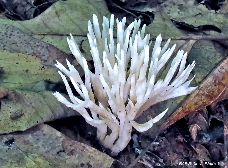 Coral_fungi