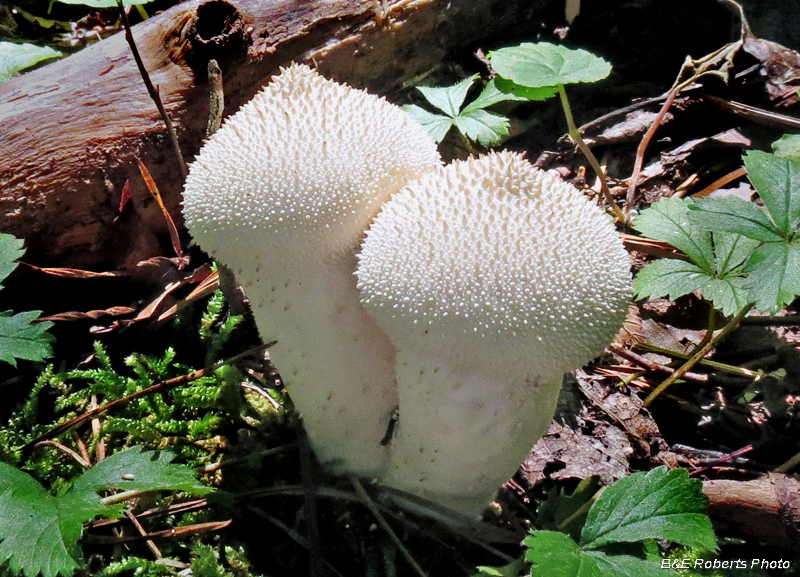 Puffballs