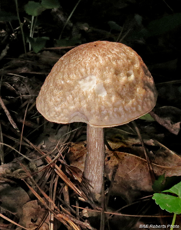 Mushroom