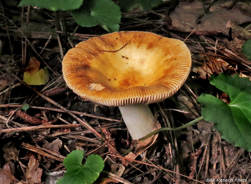 Russula