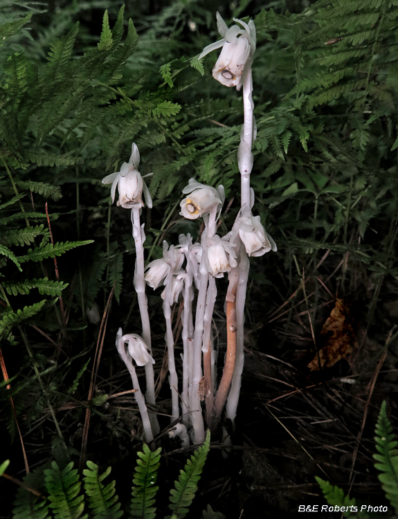 Indian_Pipes