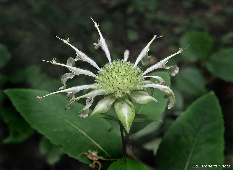 Monarda