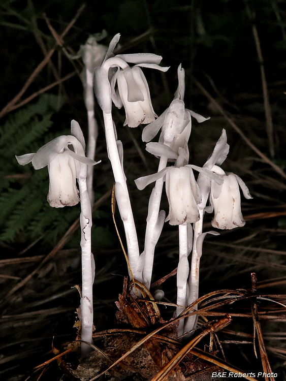 Indian_Pipes