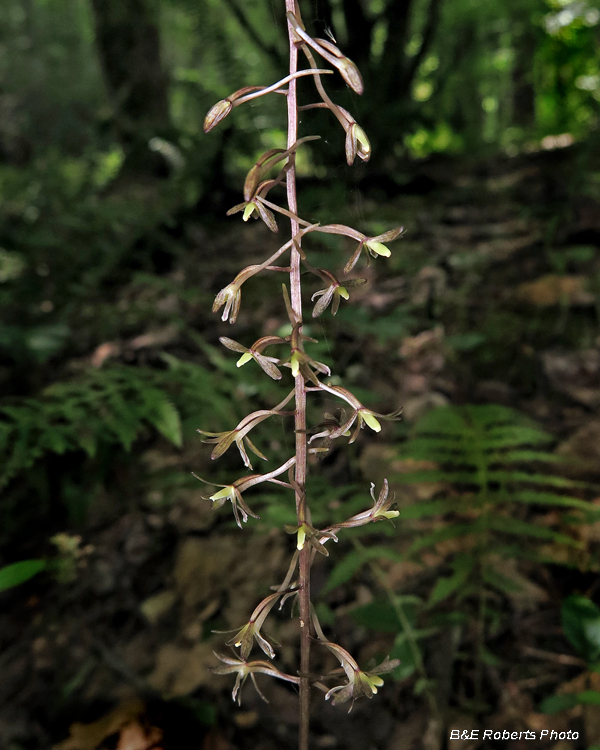 Cranefly_orchid