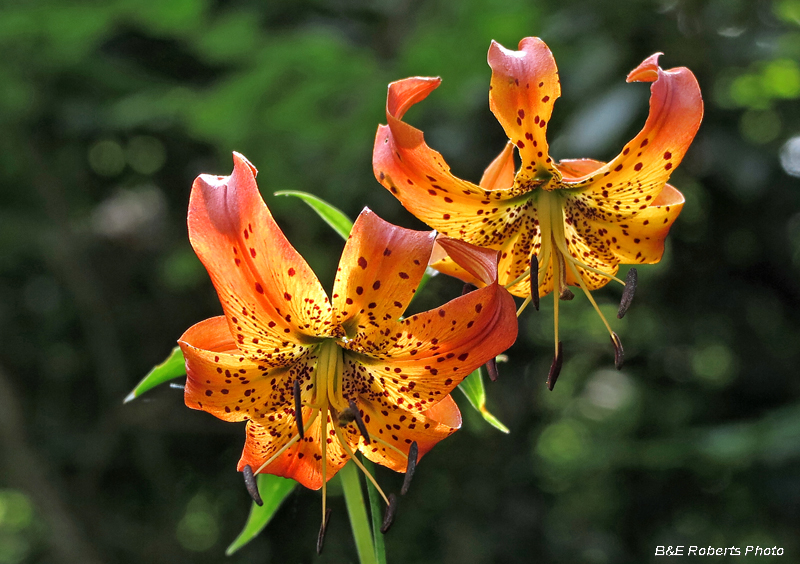 Turks_Cap