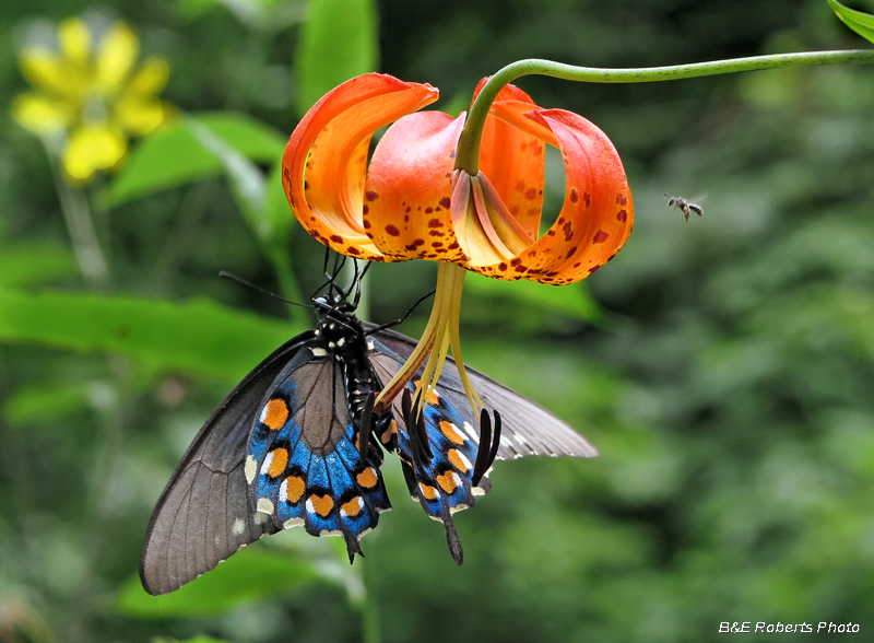 Turks_Cap