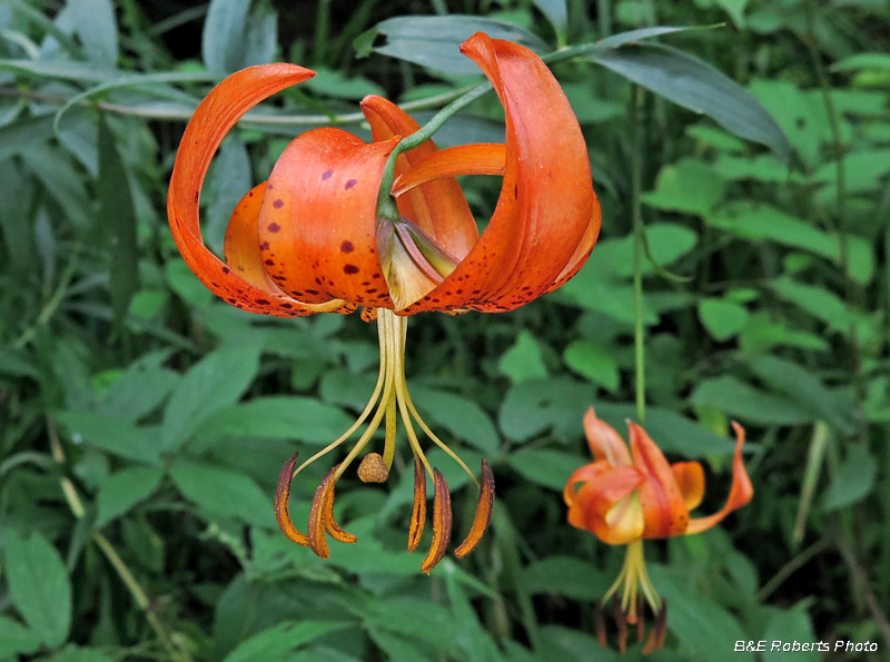 Turks_Cap