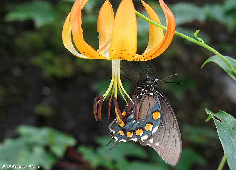 Turks_Cap