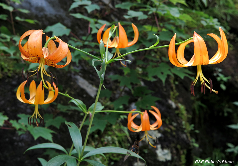 Turks_Cap