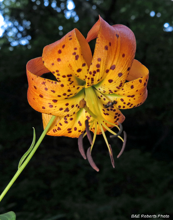 Turks_Cap