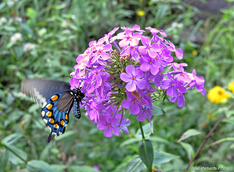 Phlox_Butterfly