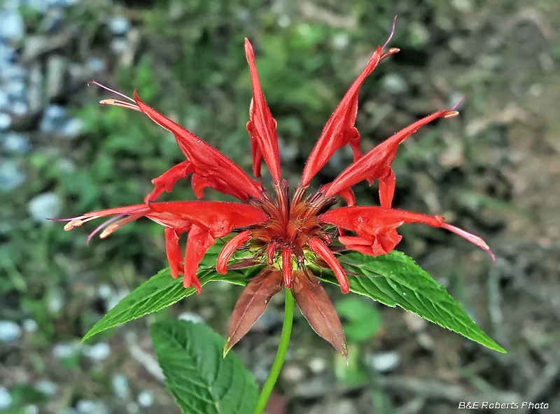 Scarlet_Monarda