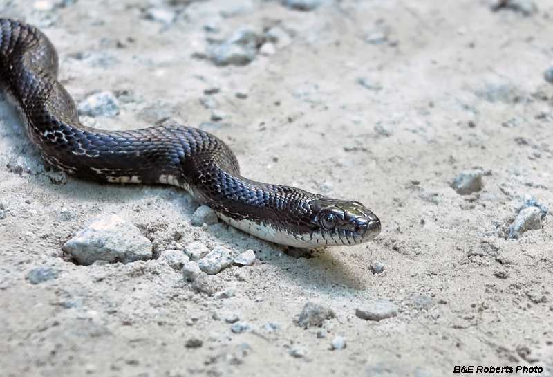 Rat_snake