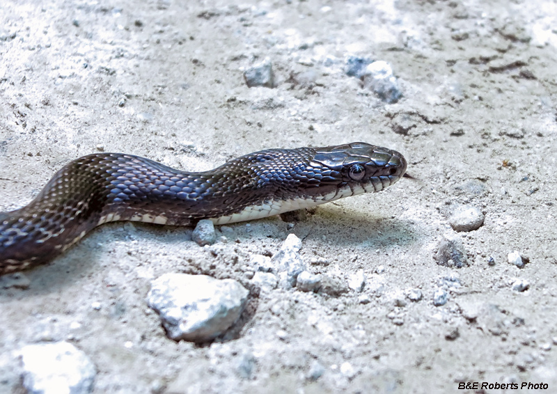 Rat_snake