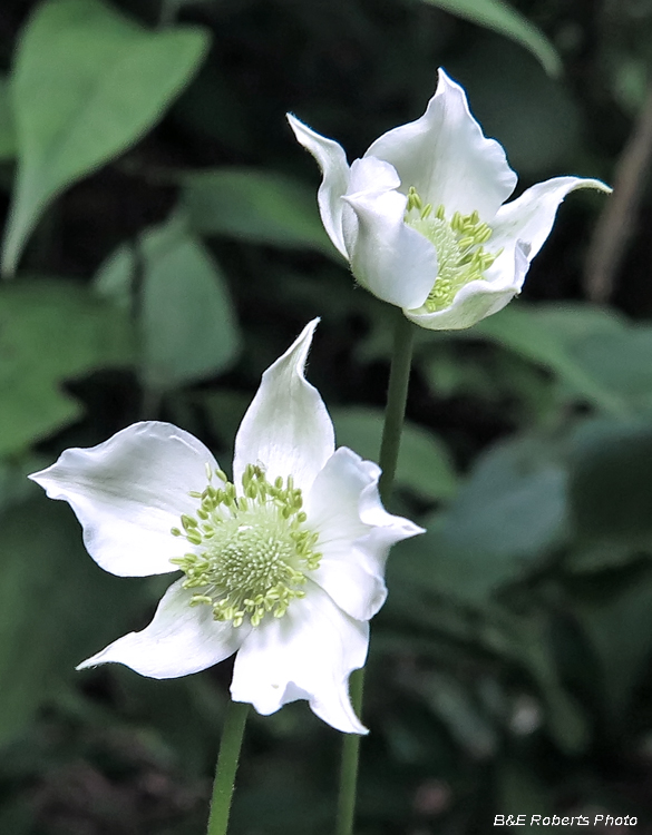 Thimbleweed