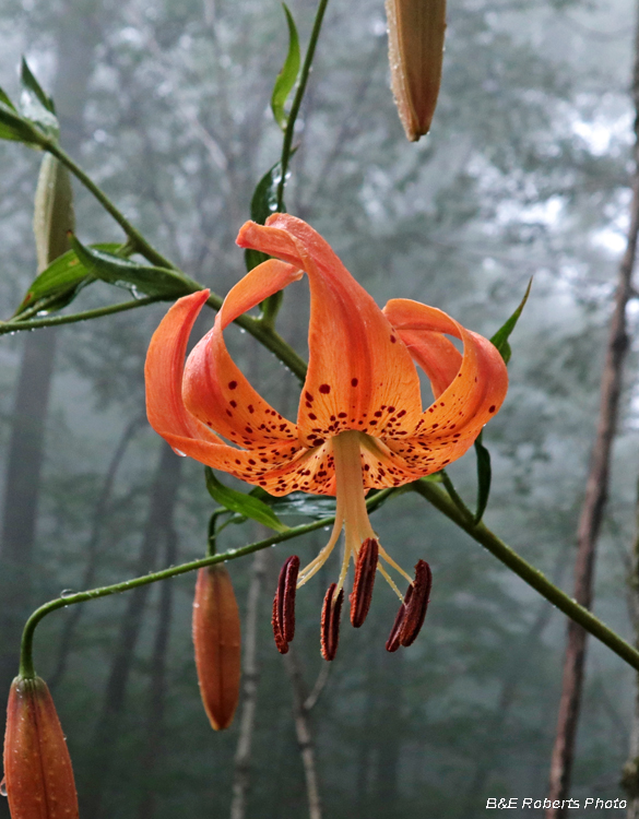 Turks_Cap