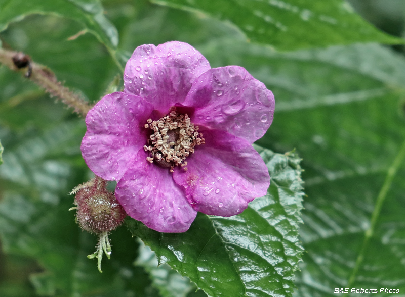 Rubus_odoratus