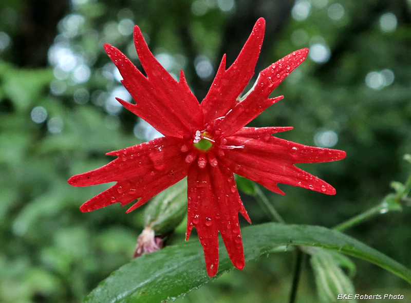 Silene_virginica