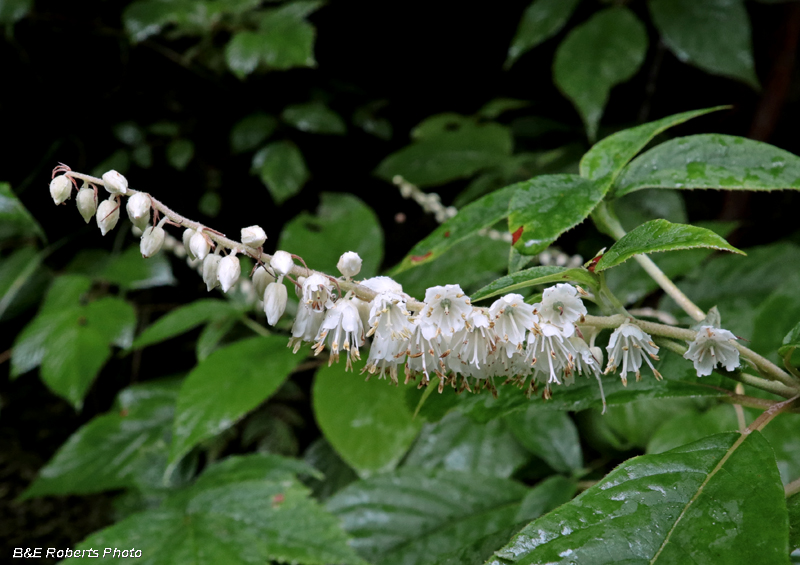 Clethra_acuminata