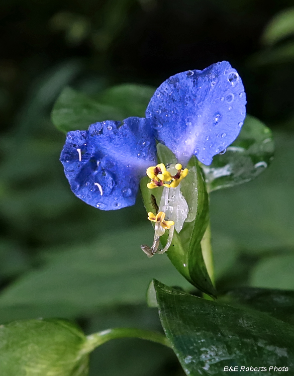 Dayflower